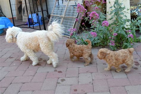 golden gate labradoodles authentic australian