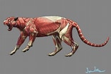Image result for Snow Leopard Anatomy. Size: 157 x 105. Source: savecatchingfire.blogspot.com