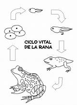 Ciclo Rana Vida Ranas Educación Menta Recursos Recomendados sketch template