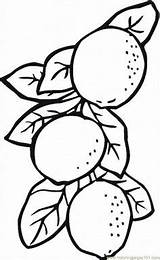 Coloring Pages Lemon Lemons Printable Fruits Kids Drawing Gif sketch template