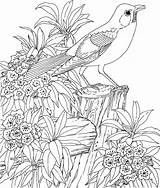 Coloring Birds Pages Kids Printable Bird Adult Colouring Adults Sheets Book Color Print Hard Colorir Garden Beautiful Large Sheet Clipart sketch template