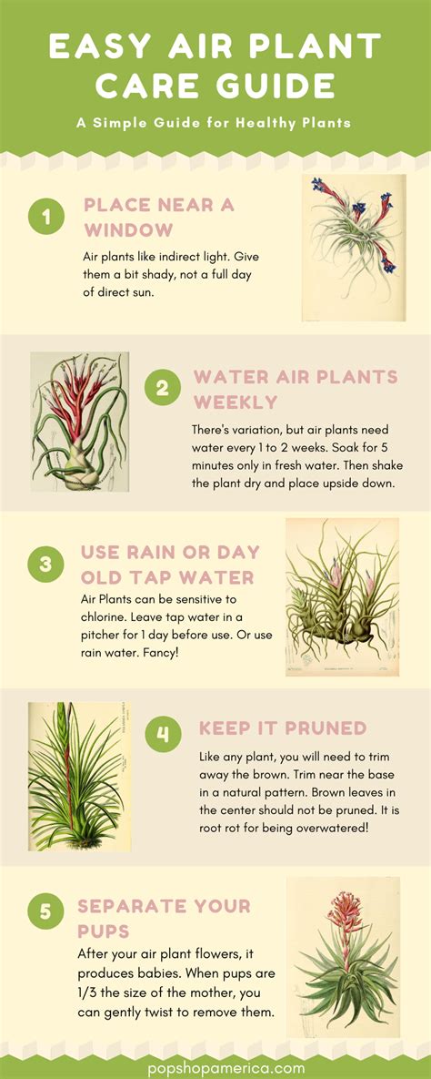 easy air plant care guide  infographics