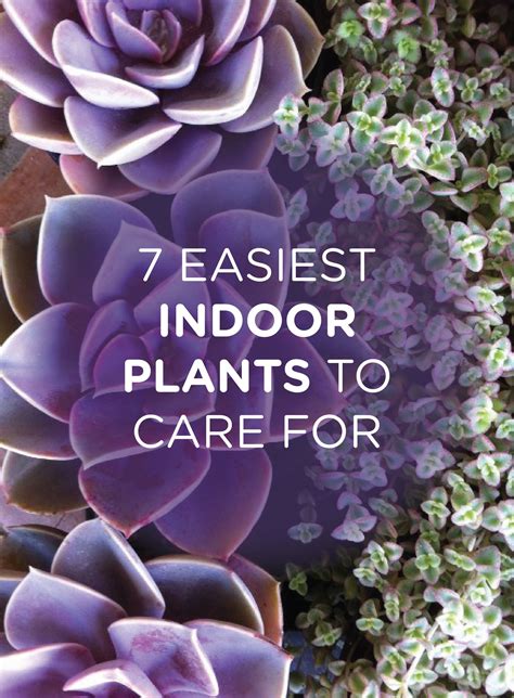 easiest indoor plants   care  big gardening