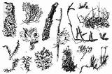 Mosses Liquen Lichen Lichens Líquenes sketch template