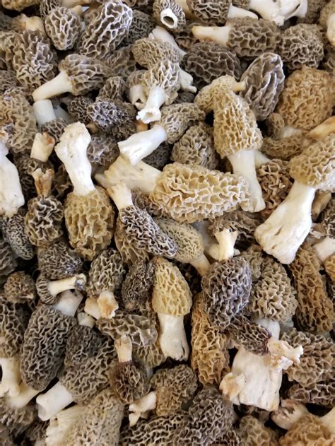 delicious types  edible mushrooms wrytin