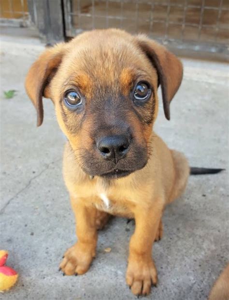 Sydney Rspca Clear The Shelters 29 Adoption Sale Sydney News