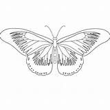 Outline Coloringbuddy Wings sketch template