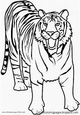 Coloring Pages Tiger Lion Tigers Lions Collection Wallpaper sketch template
