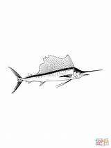 Marlin Blue Coloring Drawing Pages Realistic Printable Drawings Fish Getdrawings Clip Color Clipart sketch template