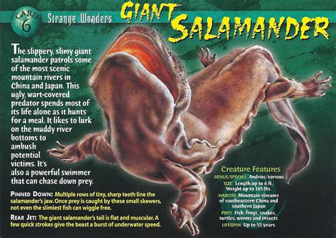 giant salamander weird  wild creatures wiki fandom