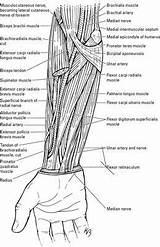 Forearm Elbow Plexus Brachii Biceps sketch template