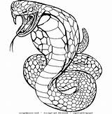 Cobra Snake Coloring Pages King Drawing Kids Rattlesnake Realistic Printable Viper Color Animal Clipart Colouring Poison Spurt Getdrawings Serpientes Dibujos sketch template
