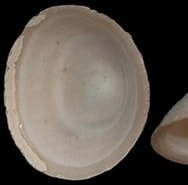 Afbeeldingsresultaten voor ACMAEIDAE. Grootte: 188 x 182. Bron: www.gastropods.com