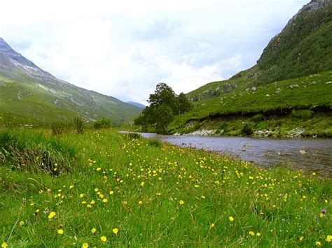 meadow view