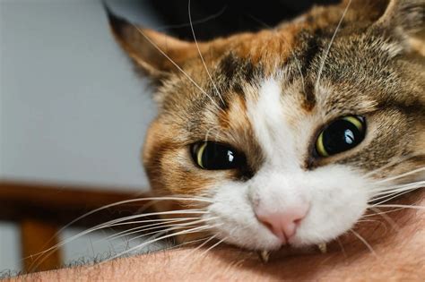 cat bite  purrfectcatbreeds