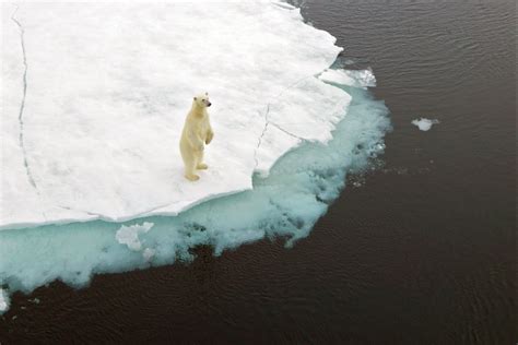 polar bear global warming graph