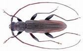 Image result for "hystrichaspis Fruticata". Size: 168 x 104. Source: www.kaefer-der-welt.de