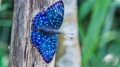 blue butterfly wallpaper hd pixelstalknet