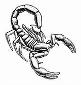Scorpion Drawing Clipart Draw Pencil Tribal Outline Easy Sketch Realistic Scorpian Drawings Clip Animals Cliparts Drawn Scorpions Collection Library Getdrawings sketch template