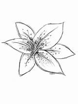 Lily Drawing Easy Flower Tiger Lilly Lilies Drawings Sketch Draw Stargazer Sketches Flowers Step Lilys Canvas Tattoos Paintingvalley Tattoo Simple sketch template