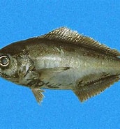 Afbeeldingsresultaten voor "schedophilus Ovalis". Grootte: 172 x 185. Bron: biogeodb.stri.si.edu