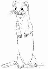 Comadreja Weasel Wiesel Ausmalbilder Tailed Ausmalbild Ferret Supercoloring Langschwanz Stehend Weasels Furet Cartoon sketch template