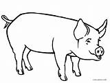 Schwein Pig Kostenlos Malvorlage Dibujos Cool2bkids Pigs Ausdrucken Clipartmag Malvorlagen sketch template