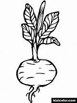 Beet Coloring Pages Beets Drawing Vegetables Getdrawings Template Recommended sketch template