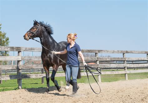 horse training beginners guide