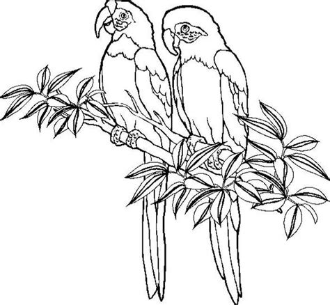 jungle coloring pages  parrot animal coloring pages jungle