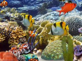 Download 3D Aquarium Wallpapers