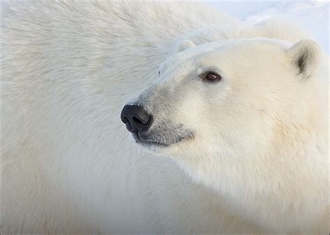 difference  polar bears    national wildlife federation blog