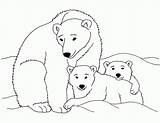 Coloring Polar Bear Baby Pages Comments Popular Coloringhome sketch template