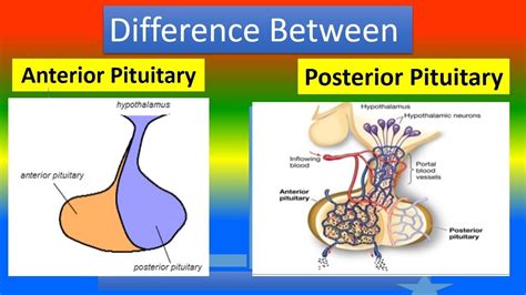 difference  anterior  posterior pituitary gland  xxx hot girl