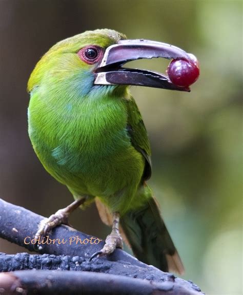Discovering The Birds Of Ecuador Paz De Las Aves Jewel