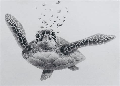 drawn sea turtle pencil 20 1024 x 736 dumielauxepices