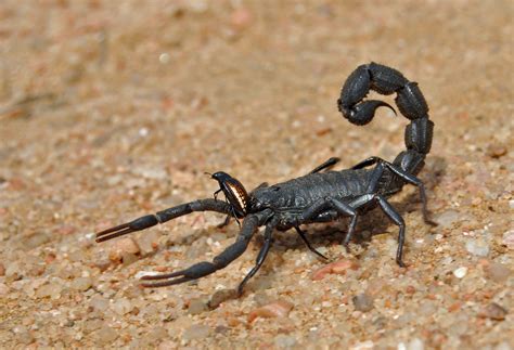 skorpion forum fuer naturfotografen