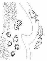 Vissen Kleurplaat Kleurplaten Fisch Pesci Poissons Poisson Mewarnai Pesce Malvorlage Disegno Coloriages Stemmen sketch template