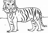 Tiger Coloring Kids Pages Children Numbers Number Color Boys Printable Preschool Girls Drawing Outline Animal Colouring Worksheets Clipart Games Year sketch template