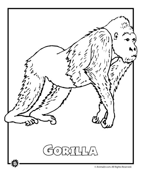 real animal coloring pages coloring home