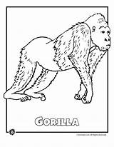 Coloring Rainforest Endangered Pages Animal Animals Colouring Kids Printable Color Jungle Species Wild Real Print Winter Gorilla Mammal Templates Clipart sketch template