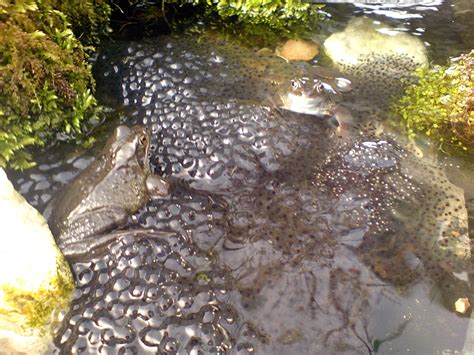 stock photo  frog spawn freeimageslive
