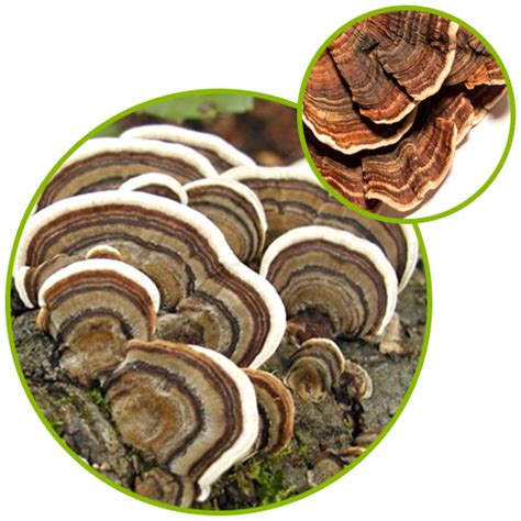 coriolus mushroom extract oxynature products pvt ltd
