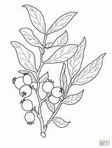 Coloring Huckleberry Branch Drawing Pages Fruit Printable Idaho Mountans Sawtooth Drawings Tattoo Flower Google Line Cherry Plant Sheets Nature Botanical sketch template