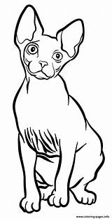 Coloring Sphynx Cat Quasiment Fourrure Originaire Aucune Possede Est sketch template