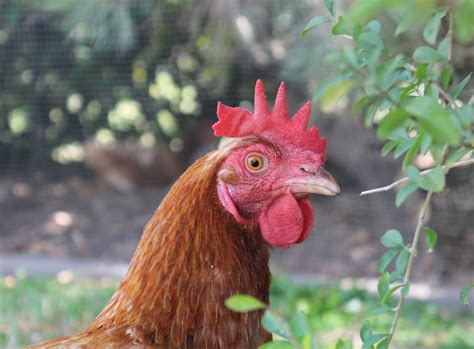 the lowdown on red sex links backyard chickens community