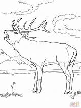 Coloring Deer Pages Elk Red Color Bull Printable Mule Online Buck Print Supercoloring Template Fighting European Templates Moose sketch template