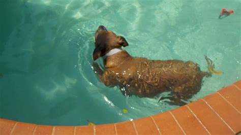 Bella Enjoying A Swim In The Pool Youtube