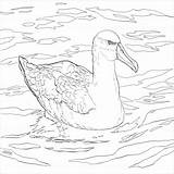 Albatross Coloringbay sketch template
