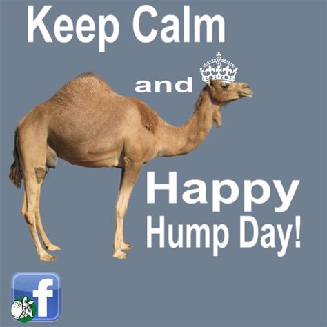 76 Best Caleb The Geico Camel Images On Pinterest Camels